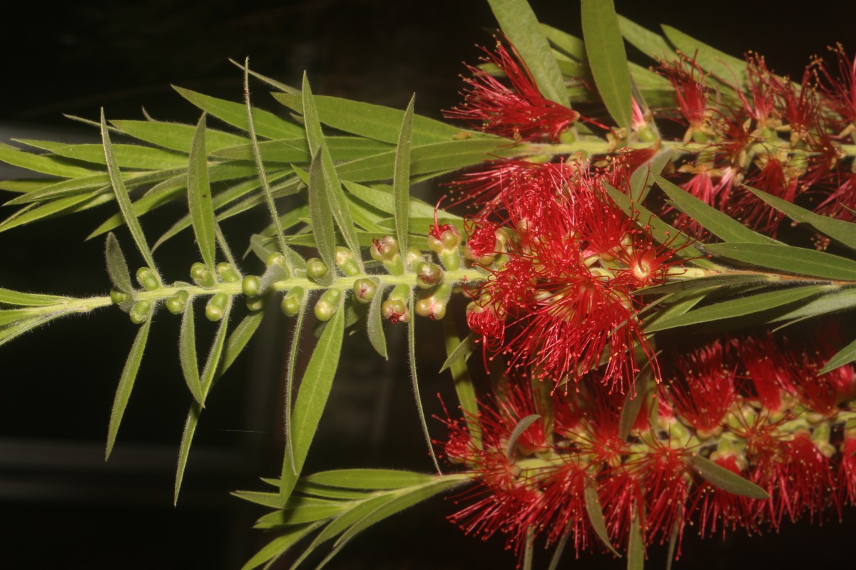 Melaleuca viminalis (Sol. ex Gaertn.) Byrnes